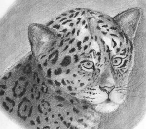 Kölyök jaguár